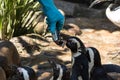 Man feeding penguins