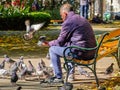 Man feeding pigeons on park bench Royalty Free Stock Photo