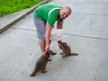 The man is feeding raccoons. Domestication of wild animals. Royalty Free Stock Photo