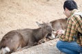 A man is feeding rice cookie to Nara deer sika in warm morning sunshine. playing with a deer. around Todaiji temple, Nara Park.