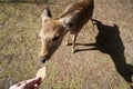 Man feeding a sacred nara deer in Nara, Japan Royalty Free Stock Photo