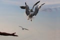A man is feeding seagulls from his hand. Royalty Free Stock Photo