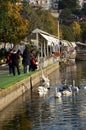 Man feeding swan Royalty Free Stock Photo