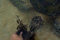 Man feeding turtle with the sea weed at the beach