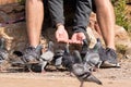 Man feeding wild pigeons