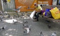 A man feeds birds and pigeons at the park