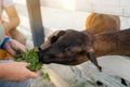 A man feeds a black goat grass in a petting zoo. Be closer to animals and nature. Royalty Free Stock Photo