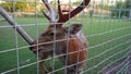 Man feeds a deer through a net