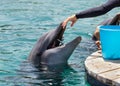 man feeds a dolphin in the Red Sea bay