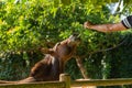 A man feeds donkeys with leaves. Green grass, summer, day