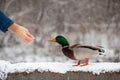 A man feeds a duck bread from his hand in winter in a public park.