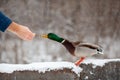 A man feeds a duck bread from his hand in winter in a public park.