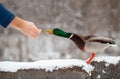 A man feeds a duck bread from his hand in winter in a public park.