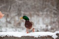 A man feeds a duck bread from his hand in winter in a public park.