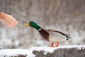 A man feeds a duck bread from his hand in winter in a public park.