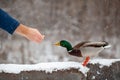 A man feeds a duck bread from his hand in winter in a public park.