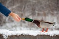 A man feeds a duck bread from his hand in winter in a public park.