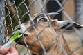 Man feeds goat in a cage at the zoo