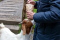 A man feeds a goat with food from a bag