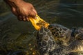 Man feeds green sea turtles Chelonia mydas with a piece of papaya Royalty Free Stock Photo