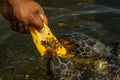 Man feeds green sea turtles Chelonia mydas with a piece of papaya. Its also known as the green, black sea or Pacific green Royalty Free Stock Photo