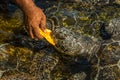 Man feeds green sea turtles Chelonia mydas with a piece of papaya. Its also known as the green, black sea or Pacific green Royalty Free Stock Photo