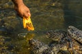 Man feeds green sea turtles Chelonia mydas with a piece of papaya Royalty Free Stock Photo