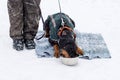 Man feeds his dog, a Doberman on the street in winter