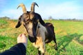 A man feeds a horned goat grass from the hand to the ranch