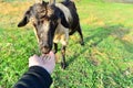 A man feeds a horned goat grass from the hand to the ranch Royalty Free Stock Photo