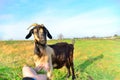 A man feeds a horned goat grass from the hand to the ranch