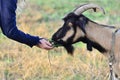 A man feeds a horned goat grass from the hand to the ranch