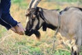 A man feeds a horned goat grass from the hand to the ranch