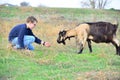A man feeds a horned goat grass from the hand to the ranch Royalty Free Stock Photo