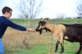 A man feeds a horned goat grass from the hand to the ranch