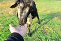 A man feeds a horned goat grass from the hand to the ranch