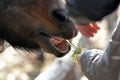 A man feeds a horse grass, closeup the unity of man with nature Royalty Free Stock Photo