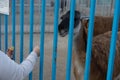 Man feeds a llama through a cage Royalty Free Stock Photo