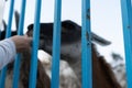 Man feeds a llama through a cage Royalty Free Stock Photo