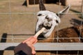 A man feeds a llama through a cage Royalty Free Stock Photo