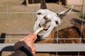 A man feeds a llama through a cage Royalty Free Stock Photo