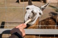 A man feeds a llama through a cage Royalty Free Stock Photo