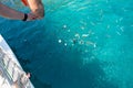 A man feeds a lot of small fish in Aegean sea. Feeding fish by bread. Fish on transparent turquoise water. Royalty Free Stock Photo