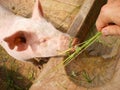 Man feeds pig on organic farm Royalty Free Stock Photo
