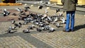 A man feeds pigeons in a historic paved market square. Spring. Day Royalty Free Stock Photo