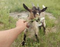 A man feeds a small goat with his hand