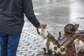 Man feeds stray cats Royalty Free Stock Photo