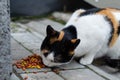 A man feeds a street cat. The yard cat eats. A wandering abandoned pet. Royalty Free Stock Photo