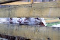 A man feeds white sheep over a fence. Sheep poke their heads through Royalty Free Stock Photo