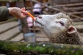 A man feeds white sheep over a fence. Sheep poke their heads through Royalty Free Stock Photo